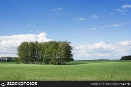 summer landscape with bush and blue sky