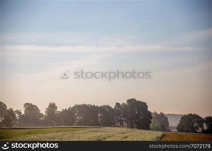 Summer landscape with cereal field and forest in fog. Classic rural landscape with mist in Latvia. Mist on the field in summer time.