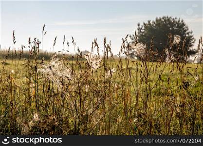 Summer landscape with cornfield, wood and cloudy blue sky. Spider nets in the meadow. Classic rural landscape in Latvia. Landscape with mist.