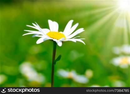 Summer landscape with daisy on field with green grass and sun light, macro flower