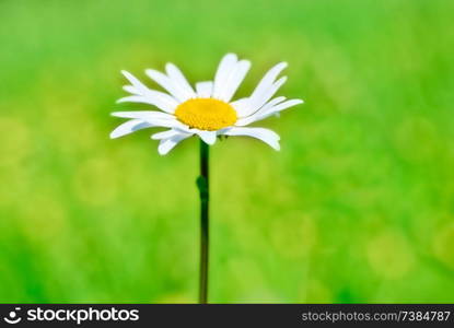 Summer landscape with daisy on field with green grass, macro flower