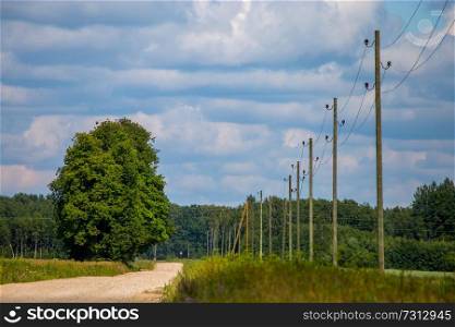 Summer landscape with empty road, trees and blue sky. Electrical poles next to the road. Rural road, cornfield, wood and cloudy blue sky. Classic rural landscape in Latvia.