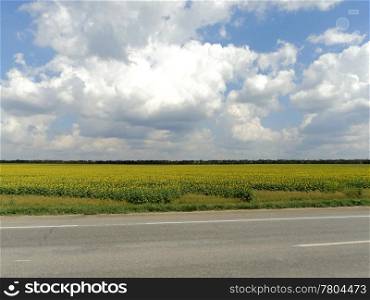 Summer landscape with field of sunflowers