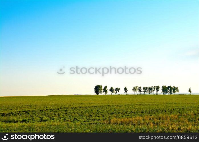 Summer landscape with field, solitary trees and blue sky