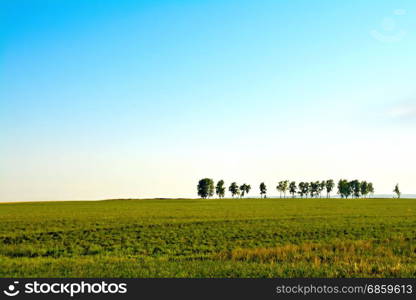 Summer landscape with field, solitary trees and blue sky