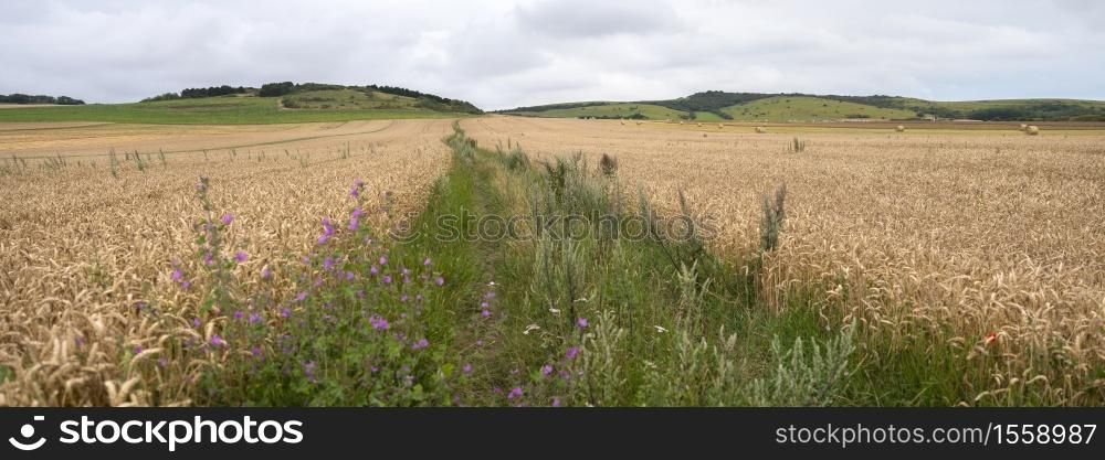summer landscape with flowers and cornfields in french normany under cloudy sky