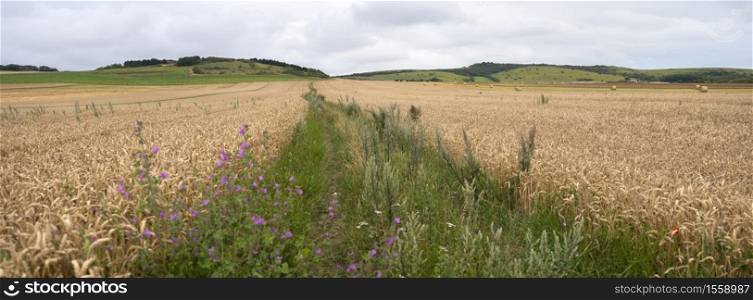 summer landscape with flowers and cornfields in french normany under cloudy sky