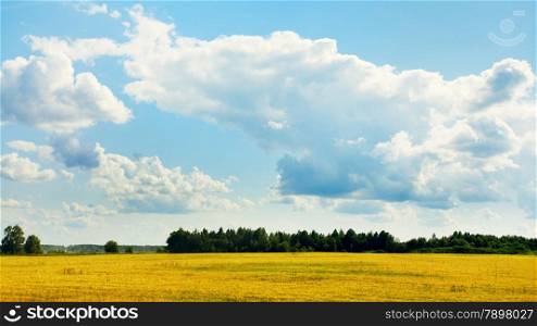 summer landscape with forest, field, and blue sky