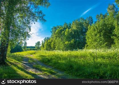 Summer landscape with forest road on bright Sunny day.