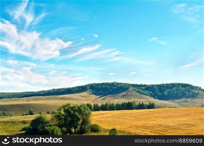Summer landscape with golden bread field, trees, forest on a hill, blue sky and white clouds
