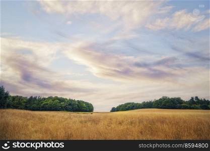 Summer landscape with golden grain crops and green trees in the background