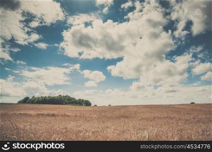 Summer landscape with golden grain on a field