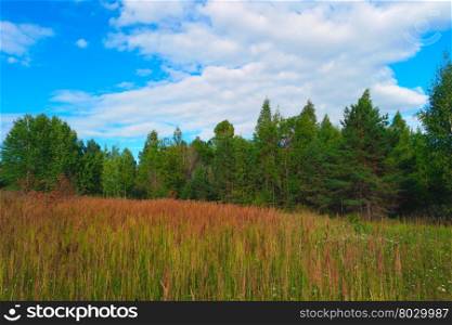 Summer landscape with grass, forest, sky and clouds