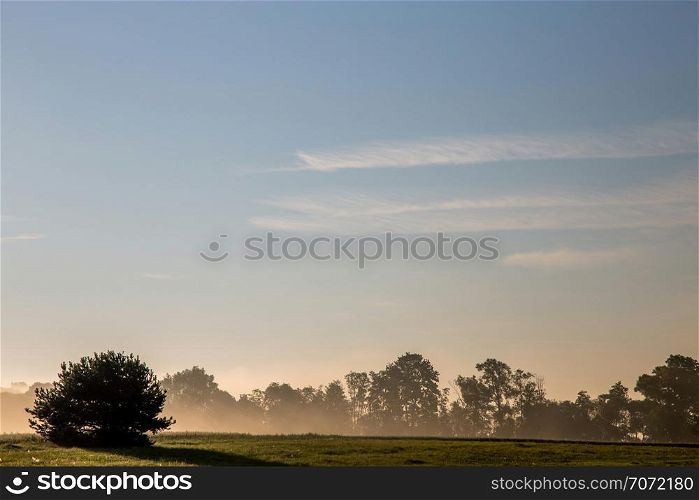 Summer landscape with green field and forest in fog. Classic rural landscape with mist in Latvia. Mist on the field in summer time.