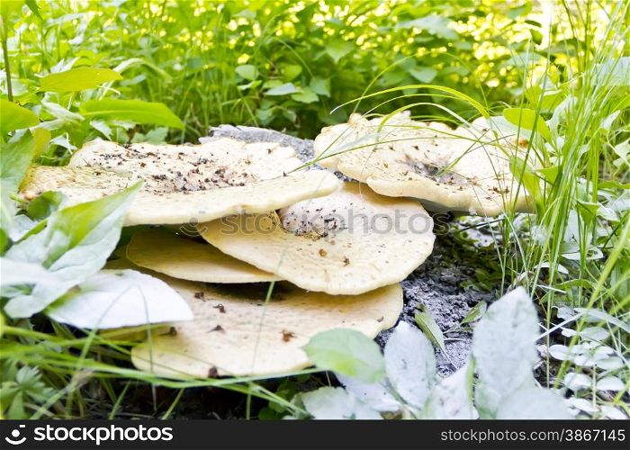 Summer landscape with green grass and mushrooms