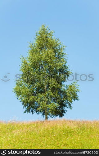 Summer landscape with lonely tree on sky background