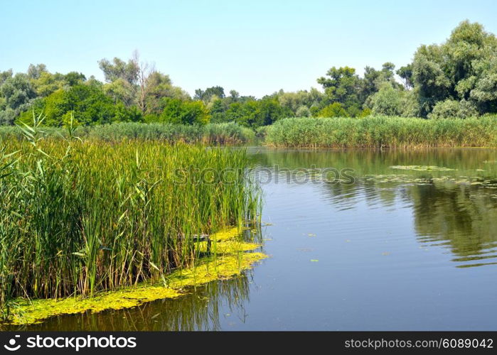 Summer landscape with reeds and forest on the lake