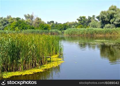 Summer landscape with reeds and forest on the lake