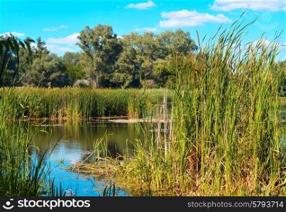 Summer landscape with reeds and forest on the lake against the blue sky