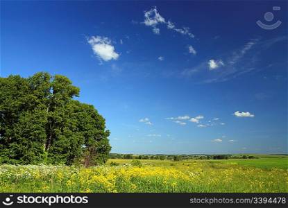 summer landscape with small woods and field