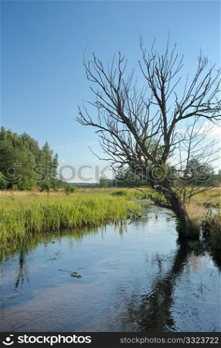 Summer landscape with stream and a dry tree.