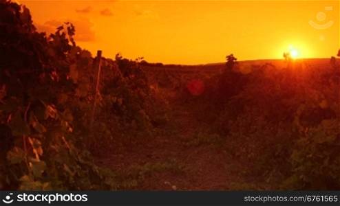 Summer landscape with vineyard at sunset