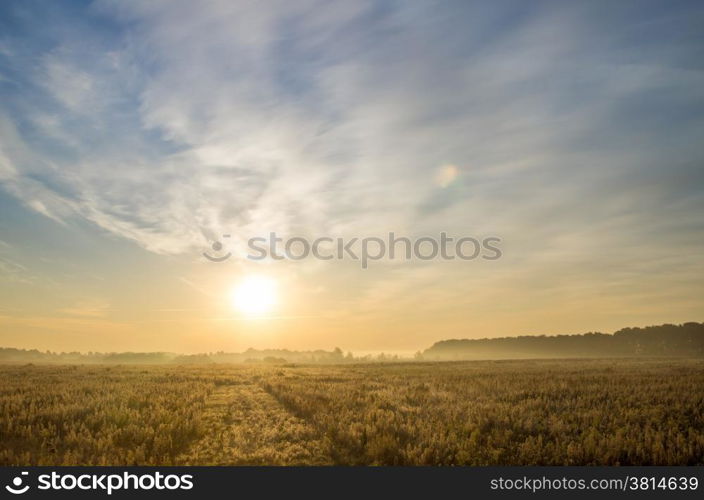 Summer Landscape with Wheat Field and Clouds