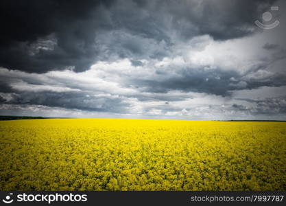 Summer Landscape with Wheat Field and Clouds