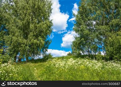 Summer landscape with white flowers and green birches with blue sky and clouds.