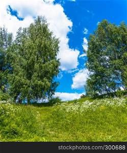 Summer landscape with white flowers and green birches with blue sky and clouds.