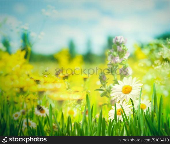 Summer landscape with wild flowers and lush foliage on the meadow