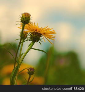 Summer landscape with wild flowers and lush foliage on the meadow