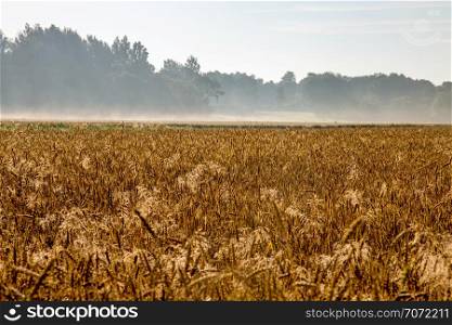 Summer landscape with yellow cereal field and forest in fog. Classic rural landscape with mist in Latvia. Mist on the wheat field in summer season.