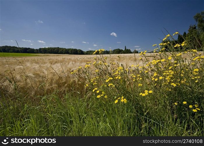 Summer landscape with yellow flowers, wheat and forest