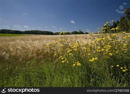 Summer landscape with yellow flowers, wheat and forest