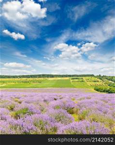 Summer lavender field and blue sky with white clouds
