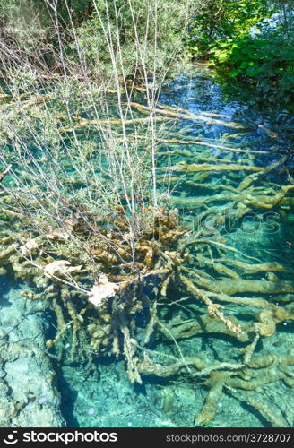 Summer limpid transparent lake with roots of tree at bottom (Plitvice Lakes National Park, Croatia)