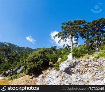 Summer Llogara pass view with pine trees on mountainside (Albania)