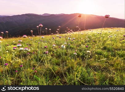 summer meadow