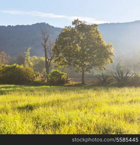 summer meadow