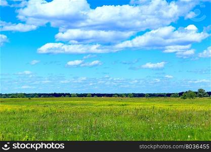 summer meadow and blue sky with white clouds.. summer field of grass and blue sky with white clouds. Green grass in the meadow