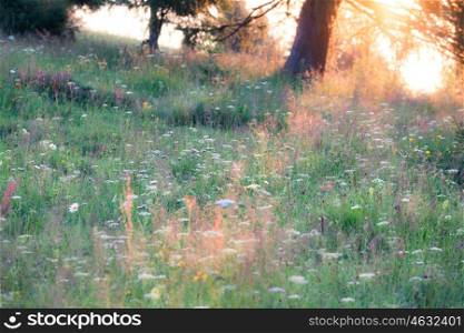 Summer meadow background