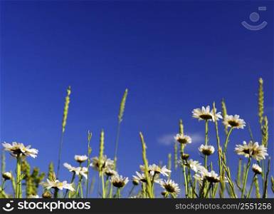 Summer meadow background with blooming daisy flowers and bright blue sky