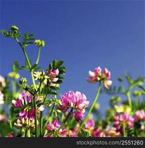 Summer meadow background with blooming pink flowers crown vetch and bright blue sky