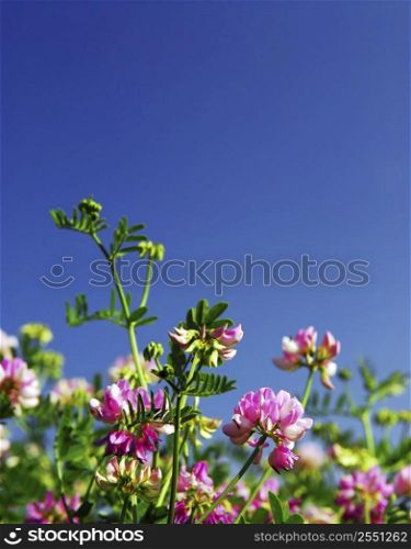 Summer meadow background with blooming pink flowers crown vetch and bright blue sky