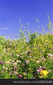 Summer meadow background with various blooming wild flowers and green grasses