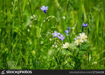summer meadow flowers among the green grass. macro