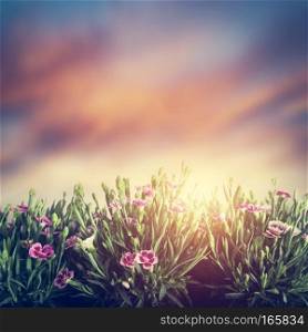Summer meadow flowers in green grass at sunset. Nature background with copy-space. Vintage. Summer meadow flowers in grass at sunset. Vintage