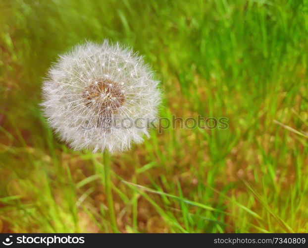 Summer meadow on bright sunny day, as a single dandelion shine it seeds in the green grass.