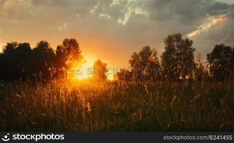 Summer meadow on the dusk, abstract natural backgrounds